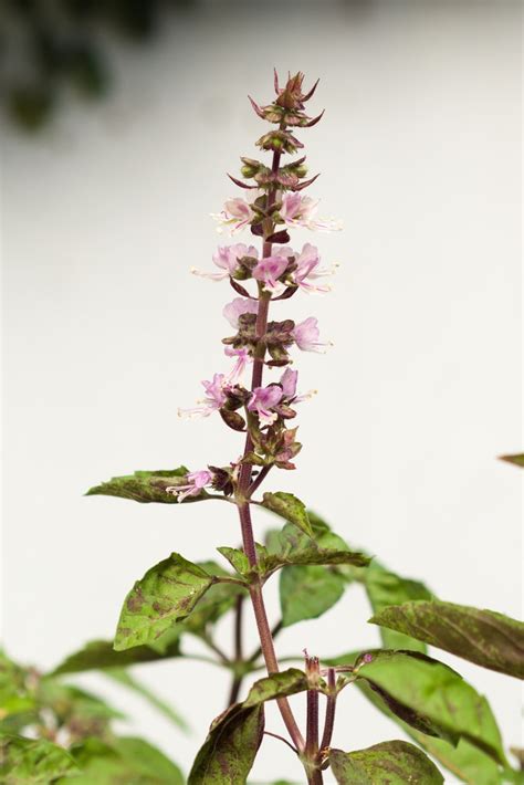 tulsi pron|Ocimum tenuiflorum .